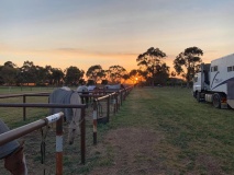 Werken met paarden in Australië 